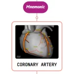 Read more about the article Coronary Artery – Mnemonic [ NEVER FORGET AGAIN ]