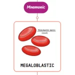 Read more about the article Drugs Causing Megaloblastic Anemia⚡Mnemonic⚡