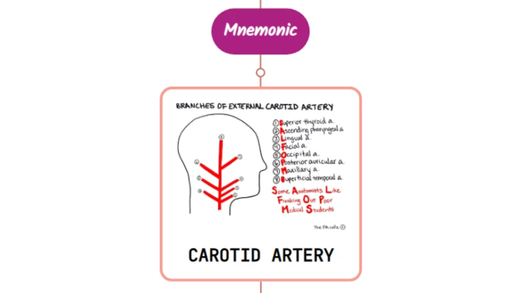 External Carotid Artery Branches- Mnemonic - Medicalsupernotes