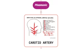 External Carotid Artery Branches- Mnemonic