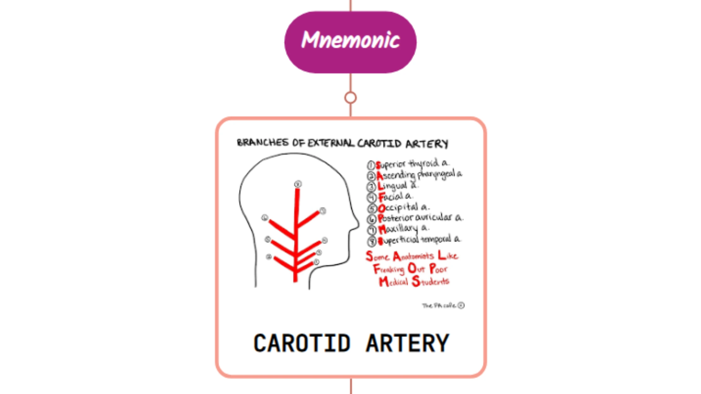 You are currently viewing External Carotid Artery Branches- Mnemonic