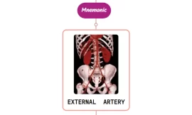 External Iliac Artery- Mnemonic [ NEVER FORGET AGAIN ]