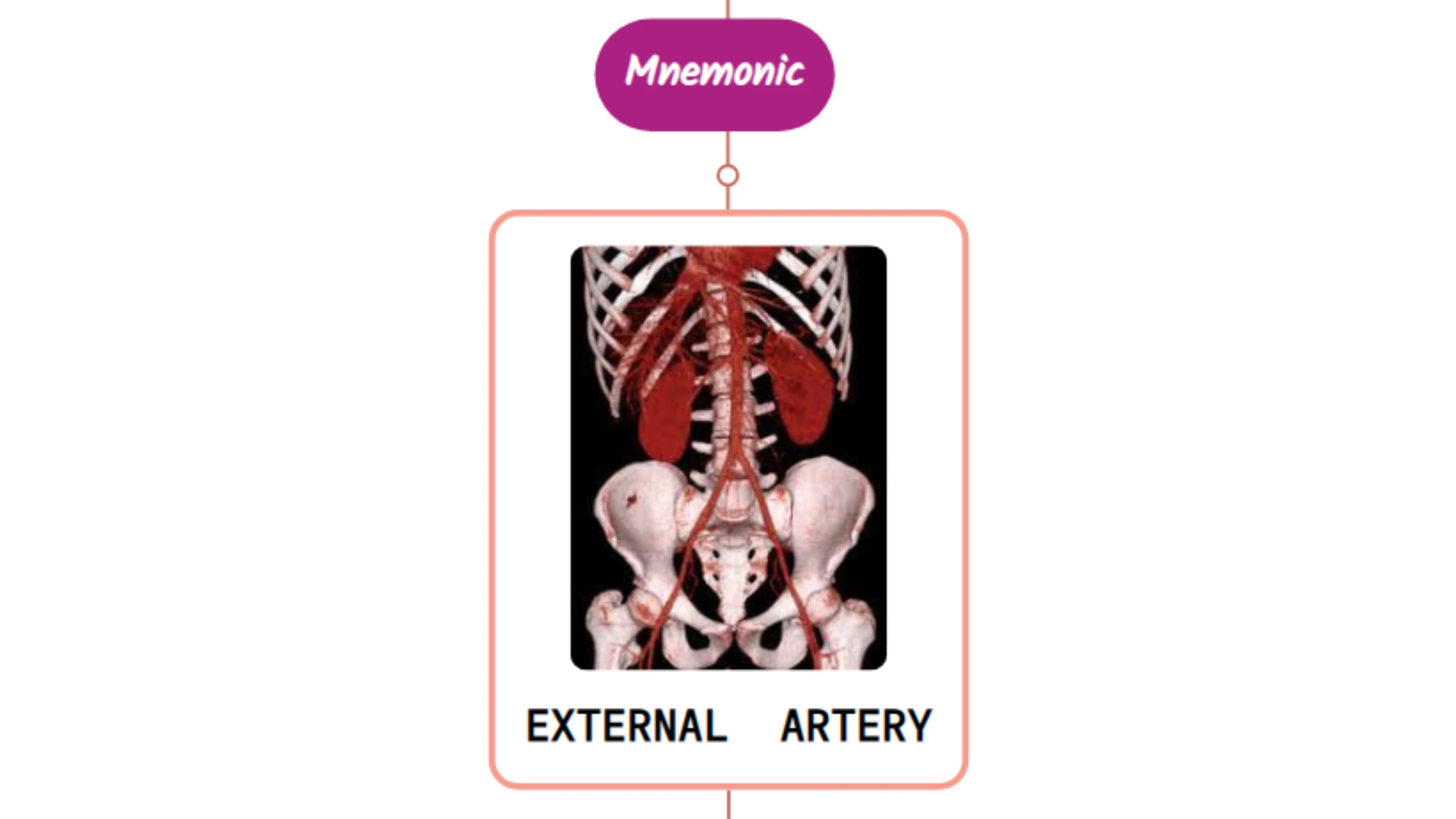 You are currently viewing External Iliac Artery- Mnemonic [ NEVER FORGET AGAIN ]