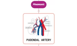 External Pudendal Artery- Mnemonic [ NEVER FORGET AGAIN ]