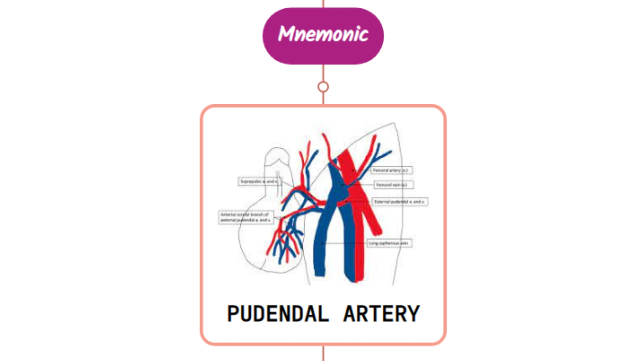 You are currently viewing External Pudendal Artery- Mnemonic [ NEVER FORGET AGAIN ]
