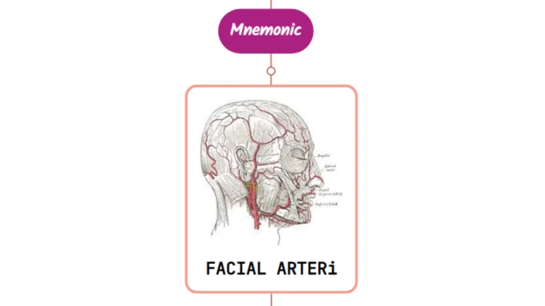 Read more about the article Facial Artery Mnemonic [ NEVER FORGET AGAIN ]