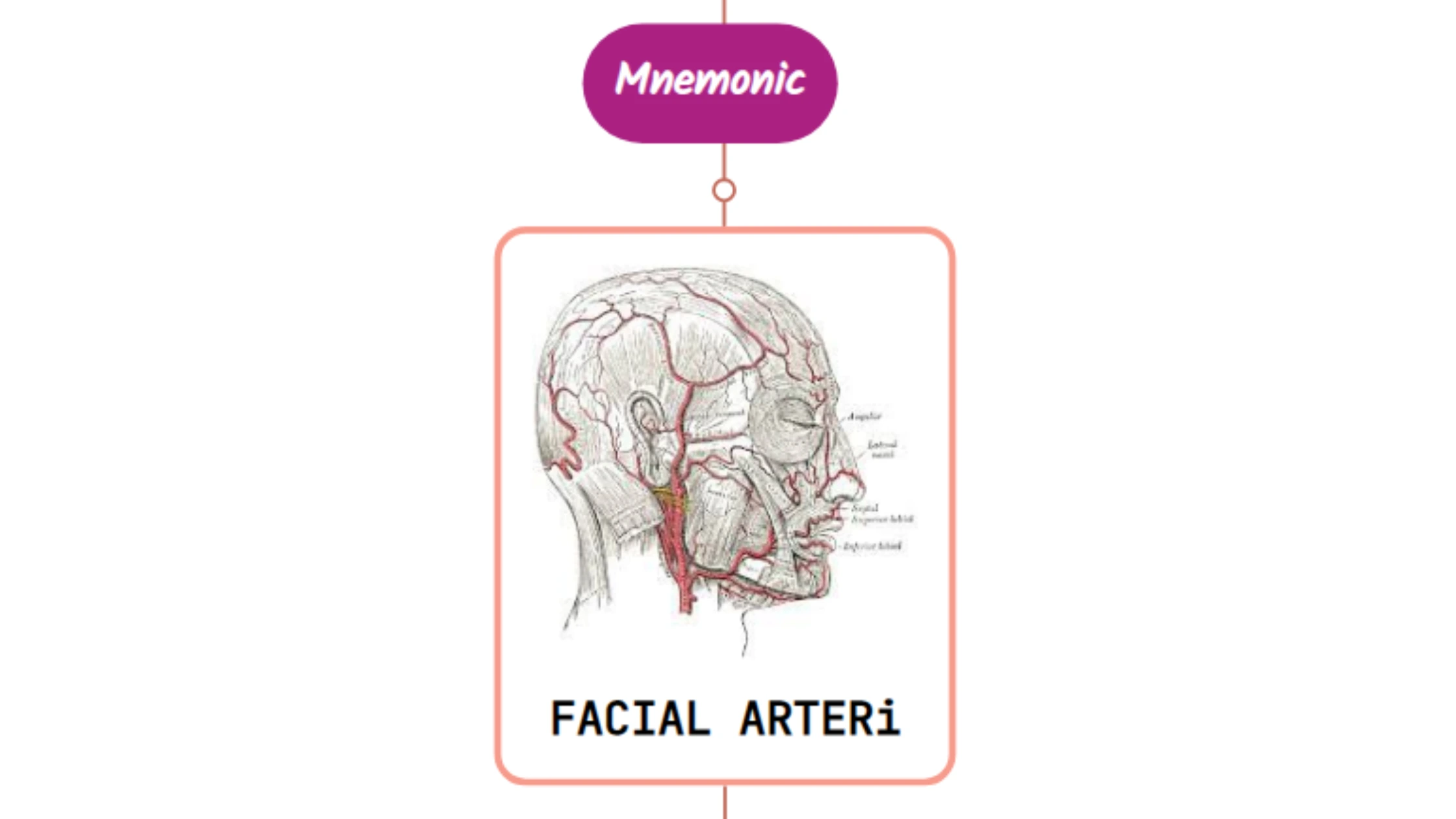 You are currently viewing Facial Artery Mnemonic [ NEVER FORGET AGAIN ]