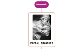 Facial Nerve Branches Mnemonic – Never Forget Again