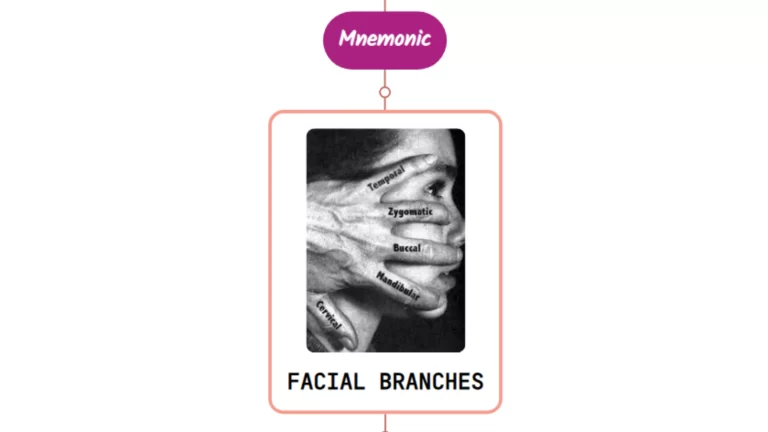 Read more about the article Facial Nerve Branches Mnemonic – Never Forget Again