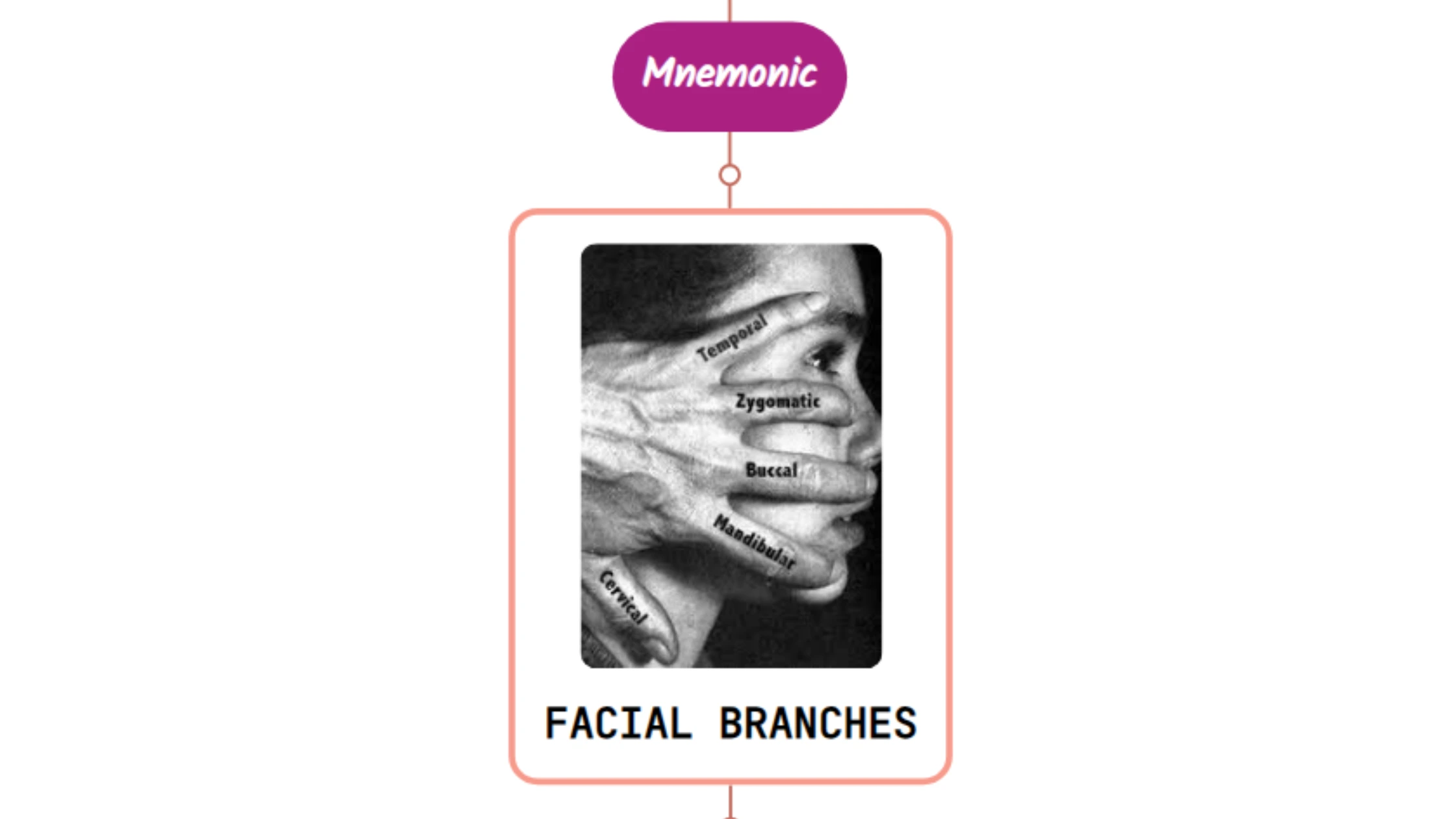 You are currently viewing Facial Nerve Branches Mnemonic – Never Forget Again