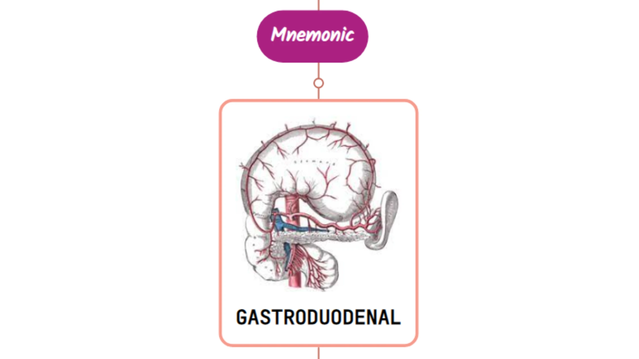 You are currently viewing Gastroduodenal Artery – Mnemonic [ NEVER FORGET AGAIN ]