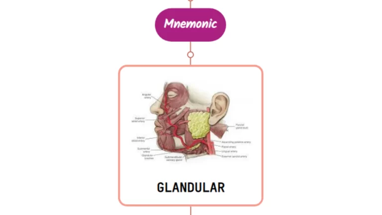 Read more about the article Glandular Branch Of Facial Artery Mnemonic [ NEVER FORGET AGAIN ]