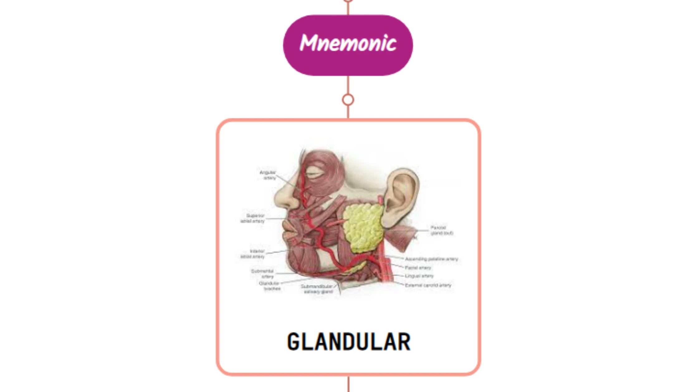 You are currently viewing Glandular Branch Of Facial Artery Mnemonic [ NEVER FORGET AGAIN ]