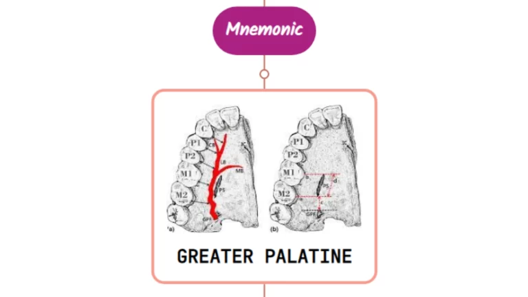 Read more about the article Greater Palatine Artery Mnemonic [ NEVER FORGET AGAIN ]