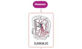 Ileocolic Artery – Mnemonic [ NEVER FORGET AGAIN ]