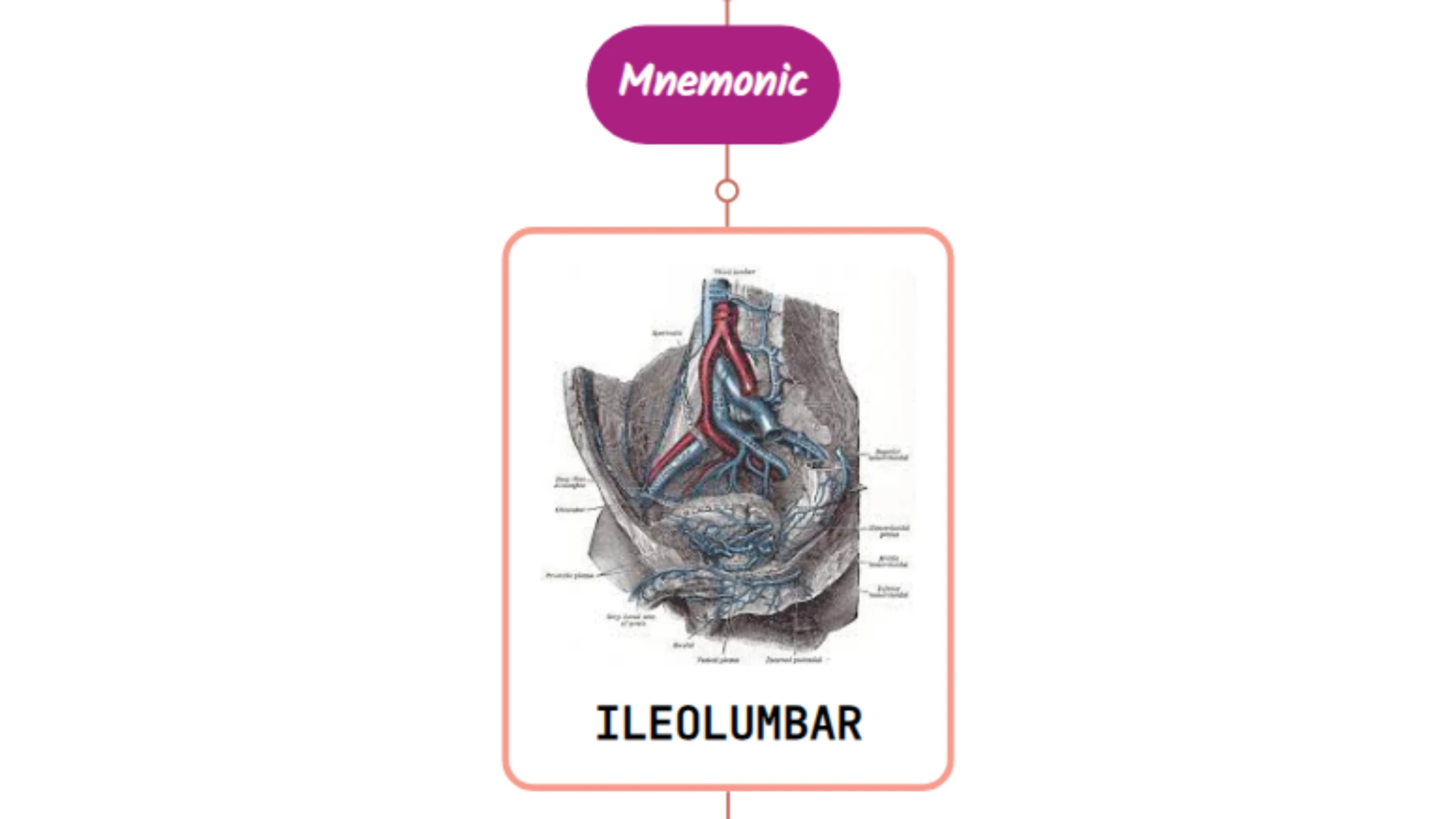 You are currently viewing Ileolumbar Artery- Mnemonic [ NEVER FORGET AGAIN ]