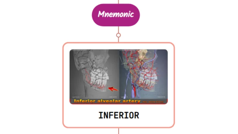 Read more about the article Inferior Alveolar Artery Mnemonic [ NEVER FORGET AGAIN ]