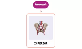Inferior Gluteal Artery – Mnemonic [ NEVER FORGET AGAIN ]