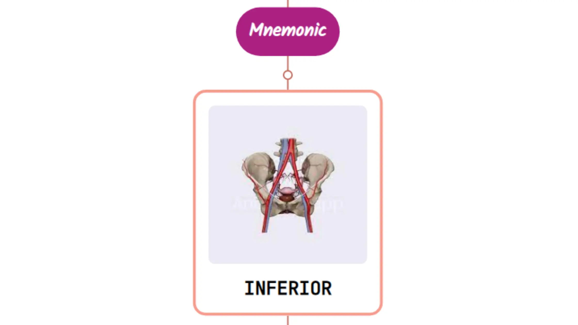 You are currently viewing Inferior Gluteal Artery – Mnemonic [ NEVER FORGET AGAIN ]