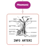 Read more about the article Inferior Hypophyseal Artery Mnemonic ⚡NEVER FORGET⚡