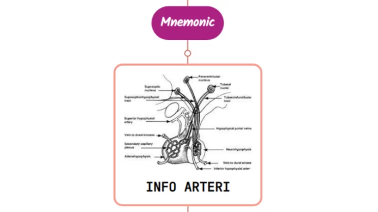 Read more about the article Inferior Hypophyseal Artery Mnemonic ⚡NEVER FORGET⚡