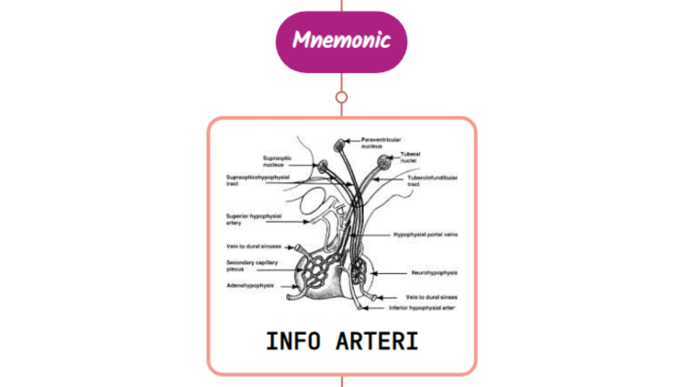 You are currently viewing Inferior Hypophyseal Artery Mnemonic ⚡NEVER FORGET⚡