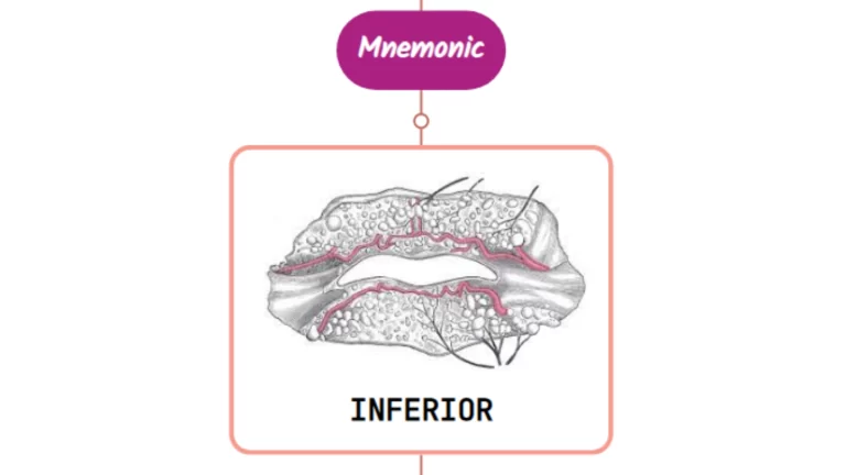 Read more about the article Inferior Labial Artery Mnemonic [ NEVER FORGET AGAIN ]