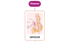 Inferior Rectal Artery- Mnemonic [ NEVER FORGET AGAIN ]
