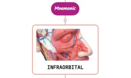 Infraorbital Artery Mnemonic [ NEVER FORGET AGAIN ]