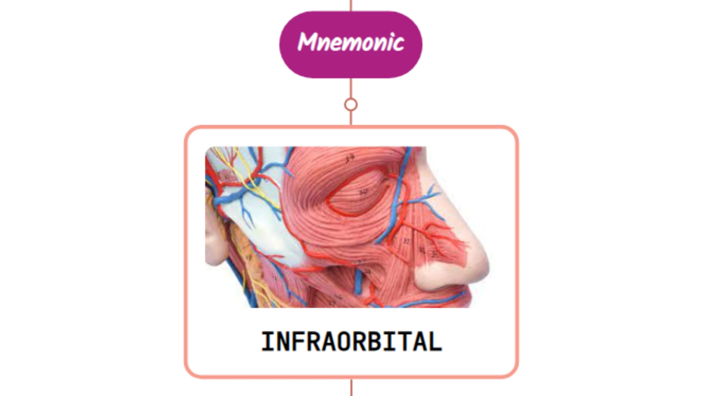 You are currently viewing Infraorbital Artery Mnemonic [ NEVER FORGET AGAIN ]