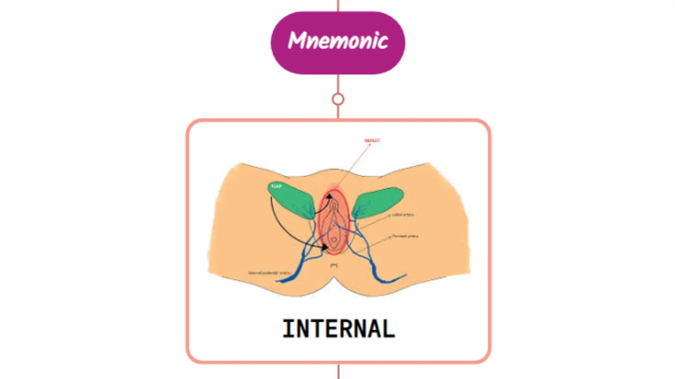 You are currently viewing Internal Pudendal Artery- Mnemonic [ NEVER FORGET AGAIN ]
