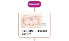 Internal Thoracic Artery – Mnemonic