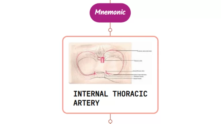 Read more about the article Internal Thoracic Artery – Mnemonic