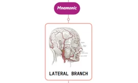 Lateral Nasal Branch Of Facial Artery Mnemonic [ NEVER FORGET AGAIN ]