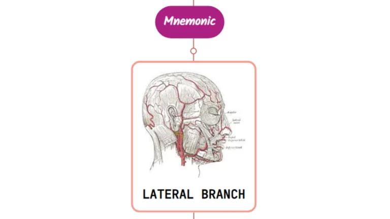 Read more about the article Lateral Nasal Branch Of Facial Artery Mnemonic [ NEVER FORGET AGAIN ]
