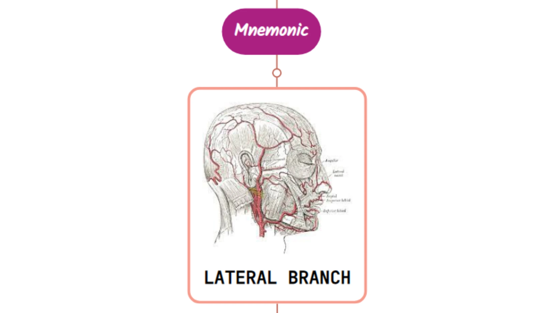 You are currently viewing Lateral Nasal Branch Of Facial Artery Mnemonic [ NEVER FORGET AGAIN ]