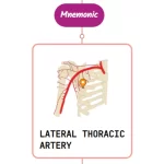 Read more about the article Lateral Thoracic Artery – Mnemonic
