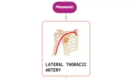 Lateral Thoracic Artery – Mnemonic