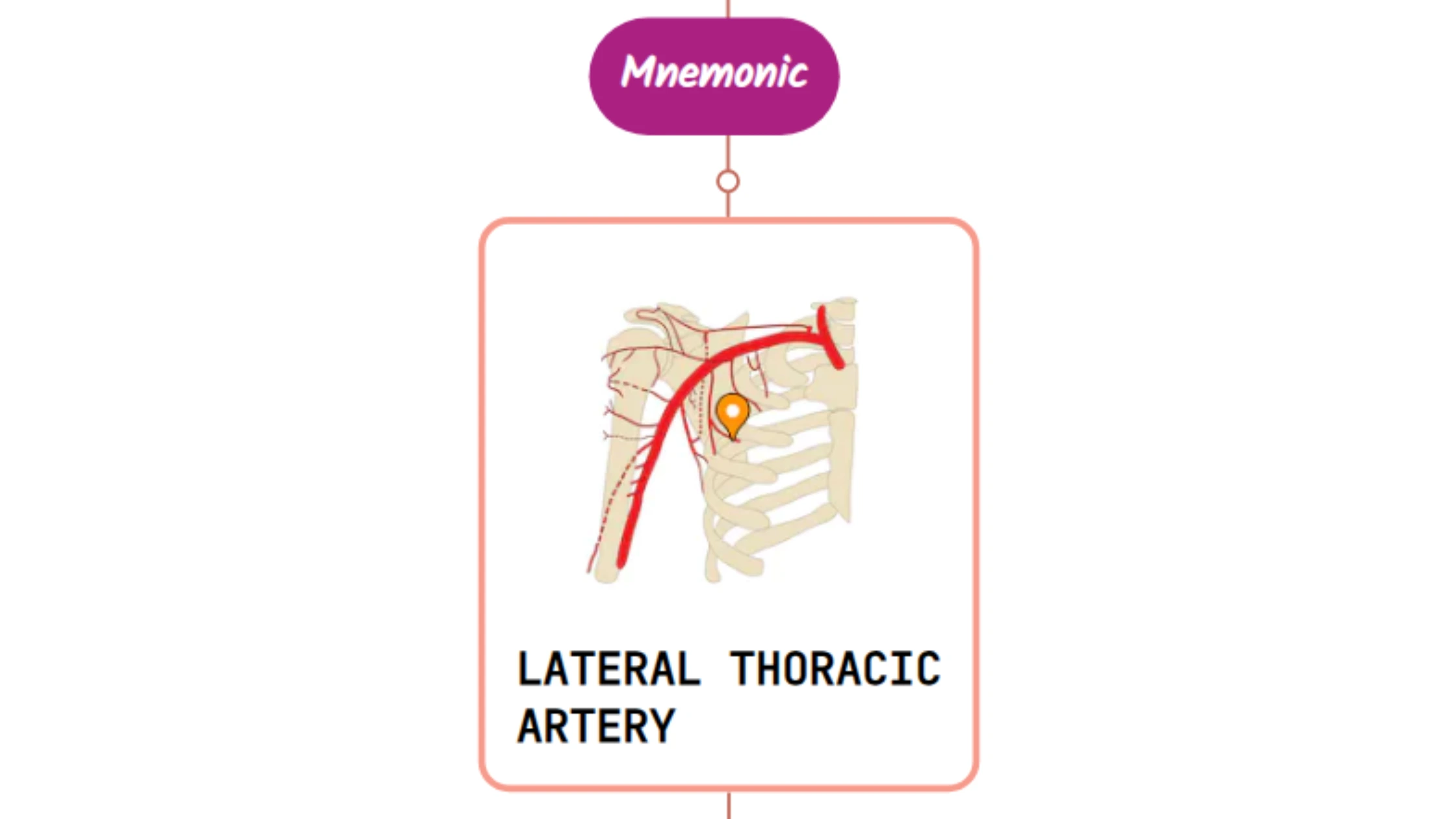 You are currently viewing Lateral Thoracic Artery – Mnemonic