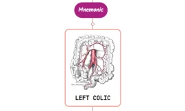 Left Colic Artery – Mnemonic [ NEVER FORGET AGAIN ]
