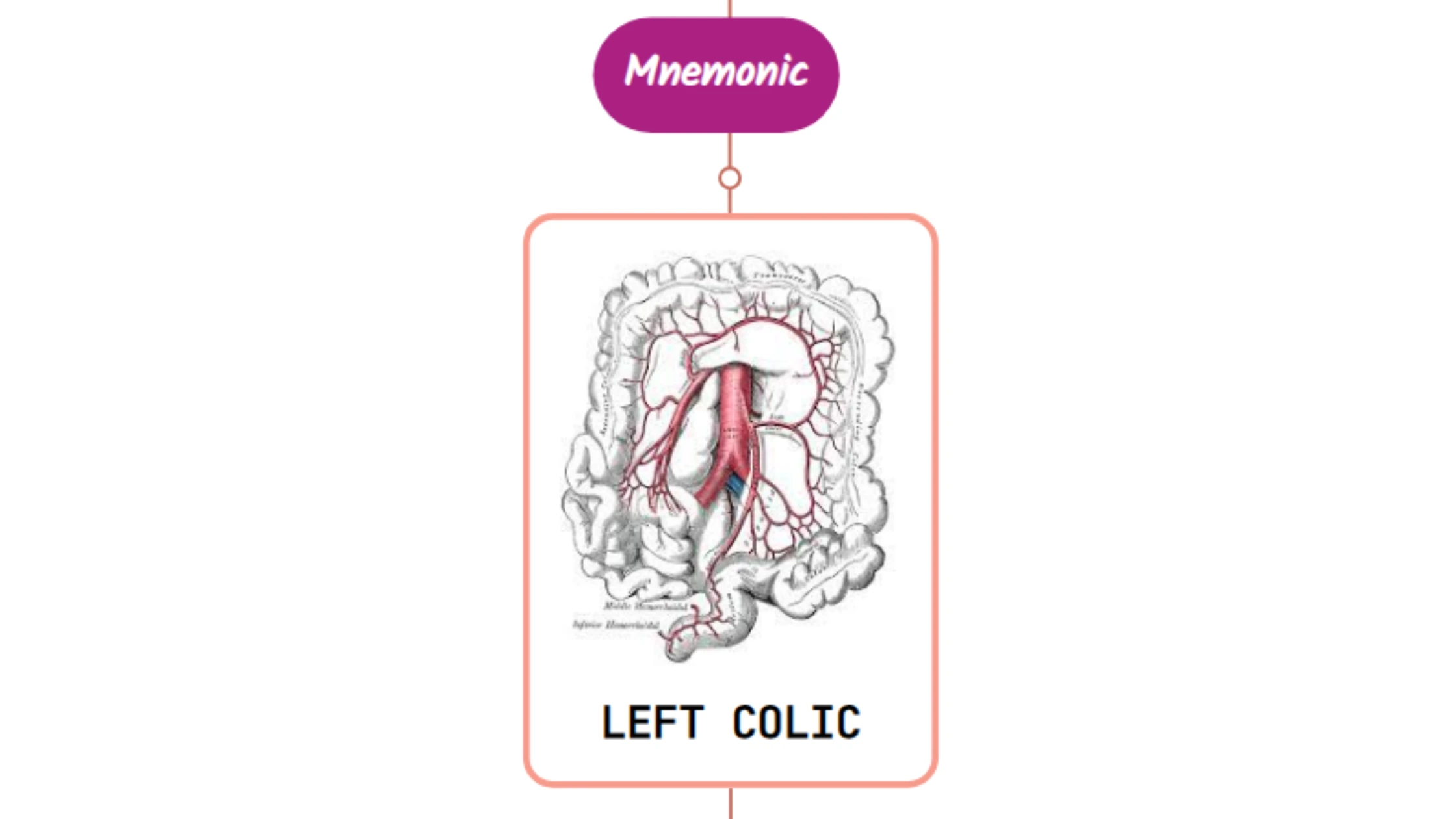 You are currently viewing Left Colic Artery – Mnemonic [ NEVER FORGET AGAIN ]