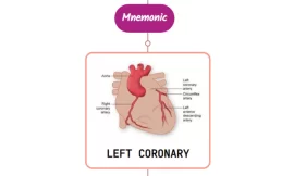 Left Coronary Artery – Mnemonic