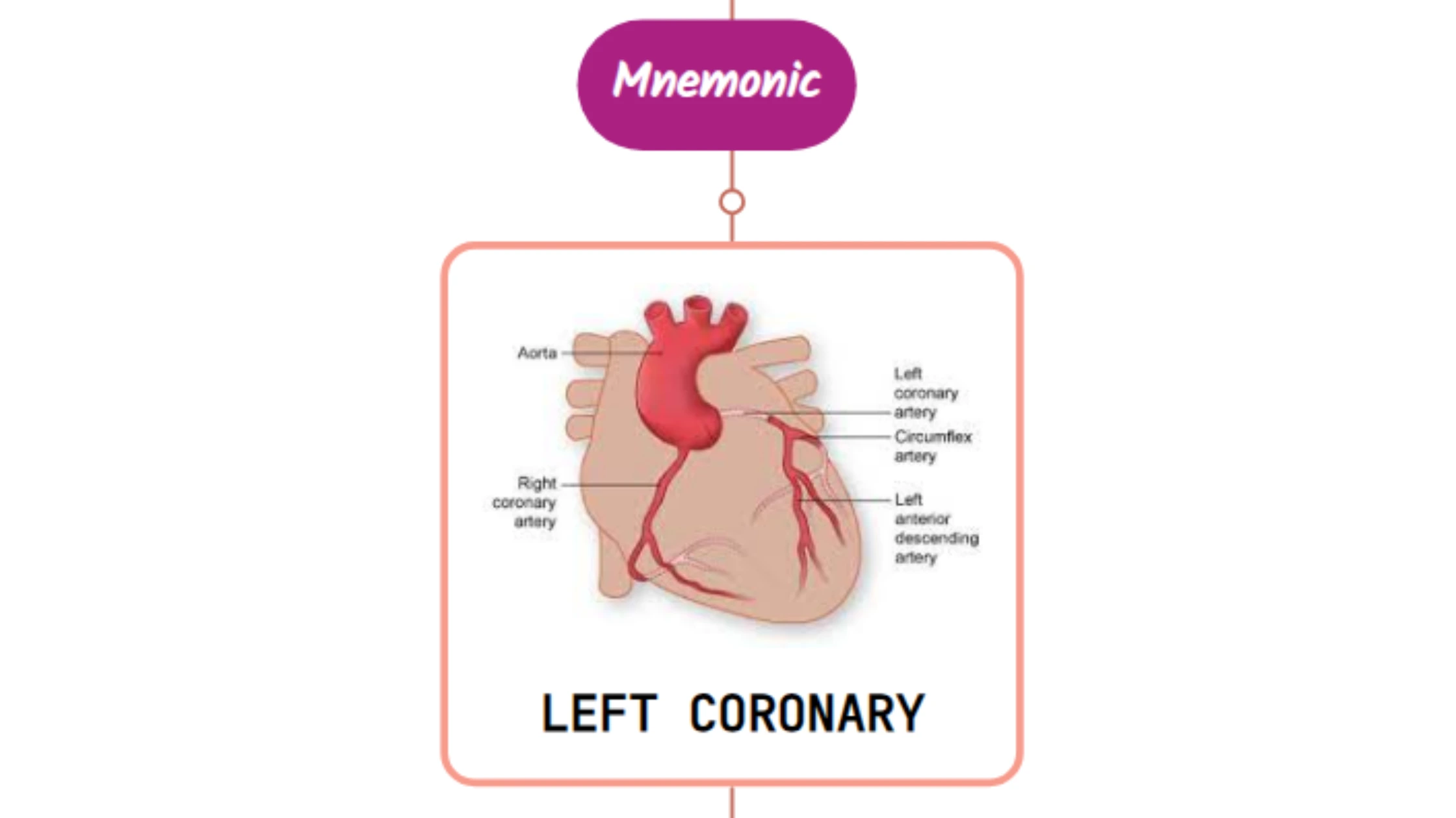 You are currently viewing Left Coronary Artery – Mnemonic