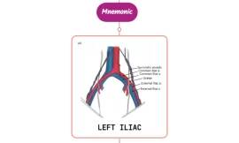 Left External Iliac Artery- Mnemonic [ NEVER FORGET AGAIN ]