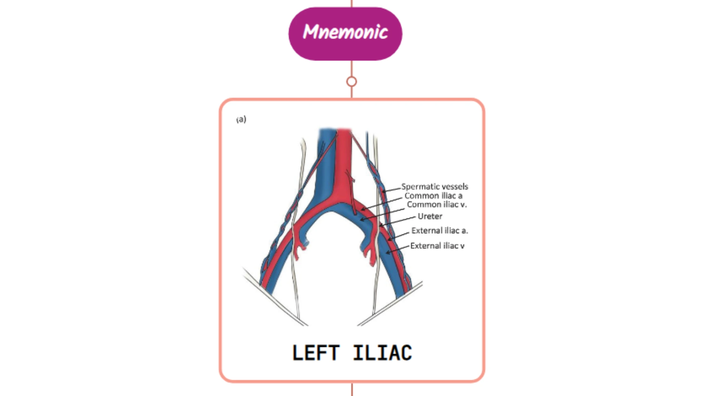 You are currently viewing Left External Iliac Artery- Mnemonic [ NEVER FORGET AGAIN ]