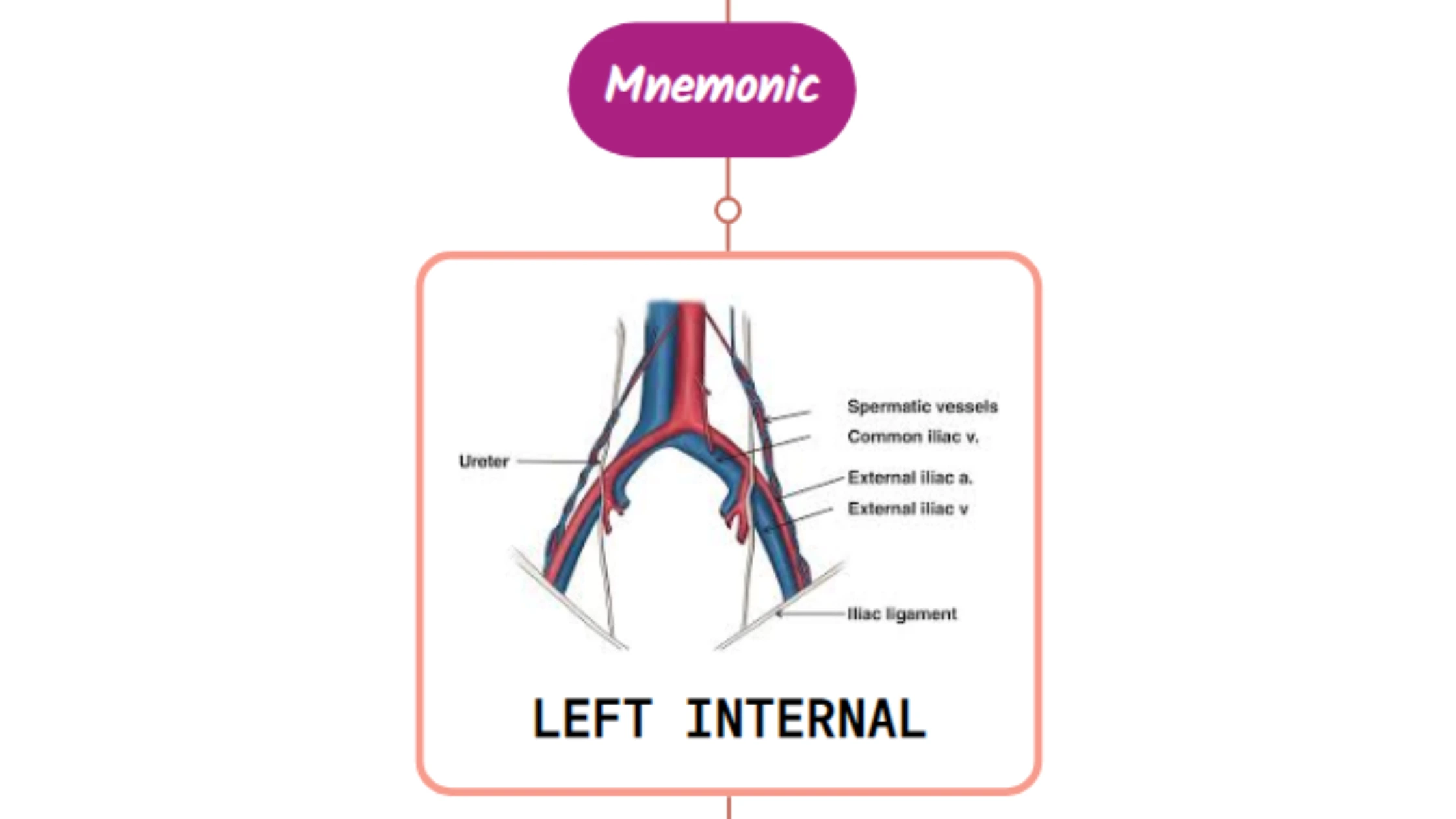You are currently viewing Left Internal Iliac Artery- Mnemonic [ NEVER FORGET AGAIN ]