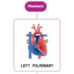 Read more about the article Left Pulmonary Artery – Mnemonic [ NEVER FORGET AGAIN ]