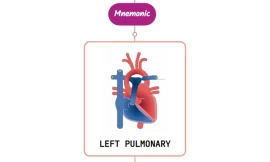 Left Pulmonary Artery – Mnemonic [ NEVER FORGET AGAIN ]