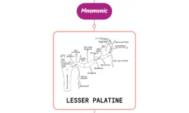 Lesser Palatine Artery Mnemonic [ NEVER FORGET AGAIN ]