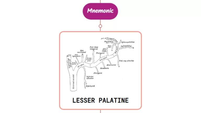 Read more about the article Lesser Palatine Artery Mnemonic [ NEVER FORGET AGAIN ]